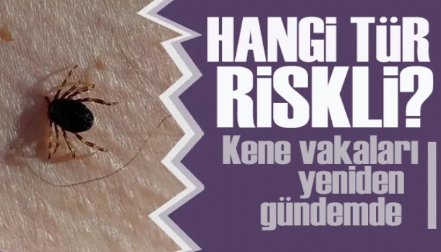 Kene vakaları yeniden gündemde: Hangi tür zararlı?