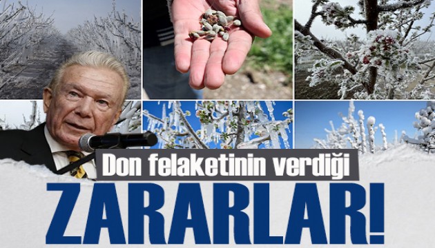 Uğur Dündar yazdı: Don felaketinin verdiği zararlar...