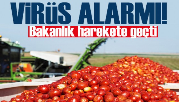 Virüslü domates alarmı! 45 günde 6 kez yakalandı: Bakanlık harekete geçti