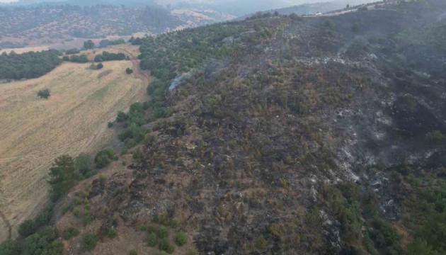 Bursa'da orman yangını