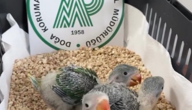 Kaçak satılmak istenen 3 İskender papağanı yavrusu kurtarıldı!