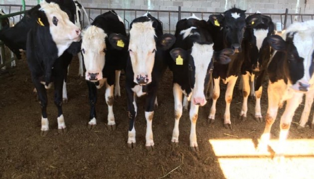 Hayvan giriş-çıkışları 30 gün süreyle yasaklandı!