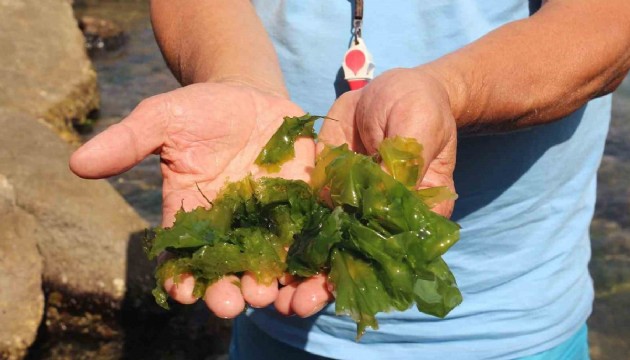Japonların peşine düştüğü yosun Giresun'daki plajda!