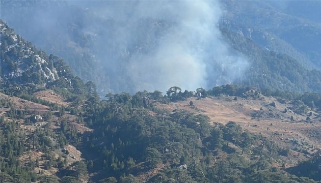 Muğla Köyceğiz'de orman yangını!