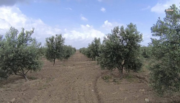 Zeytinlikleri madene açan kanun esastan görüşülecek
