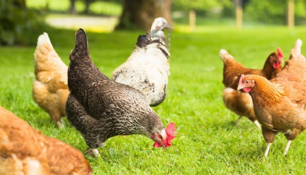 Japonya'da kuş gribi paniği