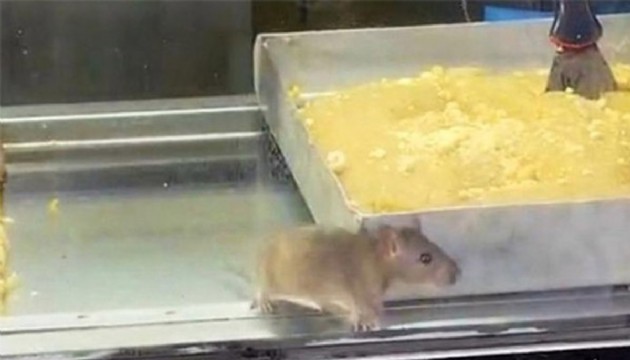 Börekçide mide bulandıran görüntüler! Farelerin kol gezdiği iş yeri mühürlendi