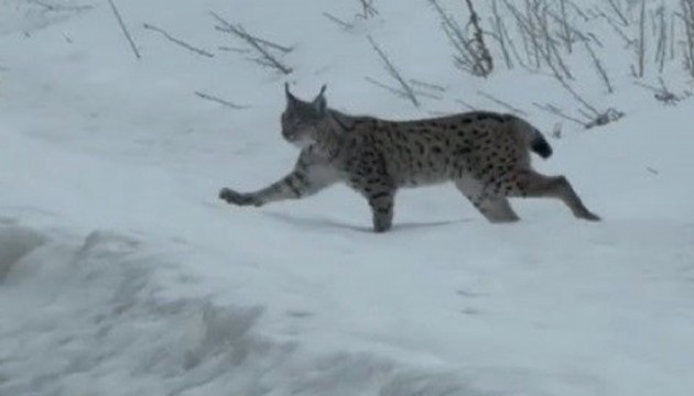 Nesli tükenme tehlikesi altında olan 'ormanın hayaleti vaşak' görüntülendi