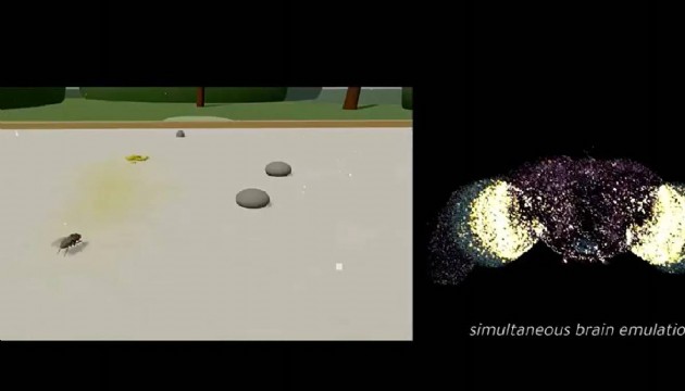 Bunu da yaptılar! Gerçek bir beyin bilgisayara kopyalandı