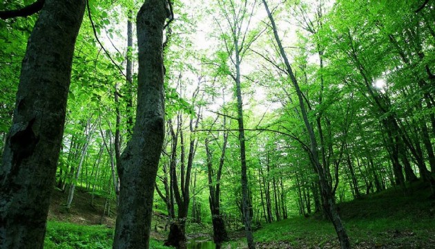 Ormanlık alanlara girişler yasaklandı