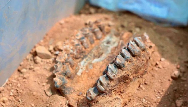 7 milyon yıllık fosiller gün yüzüne çıkarıldı