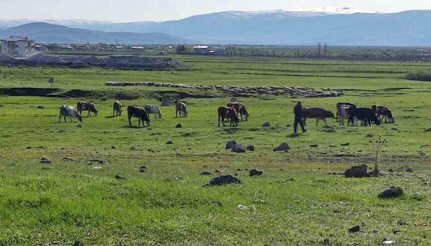 Ardahan'da kuduz tespit edildi