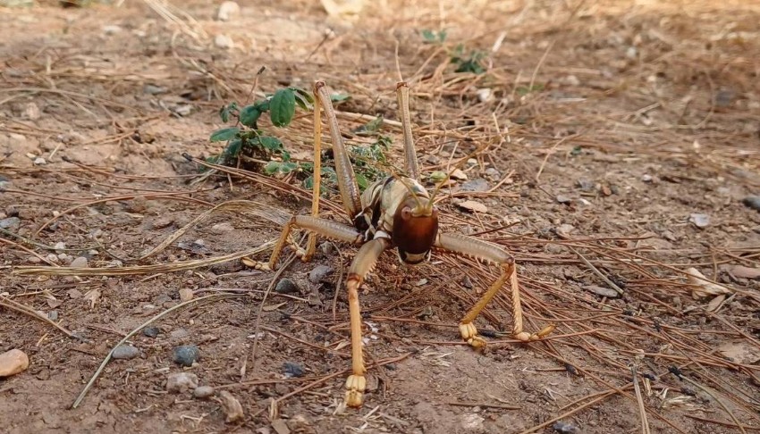 Nemrut Dağı Milli Parkı'nda 16 çekirge için operasyon