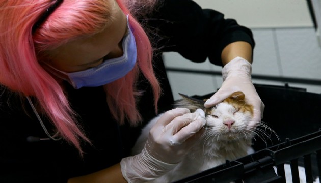 Depremden kurtarılan yaralı kedi tedavi ediliyor