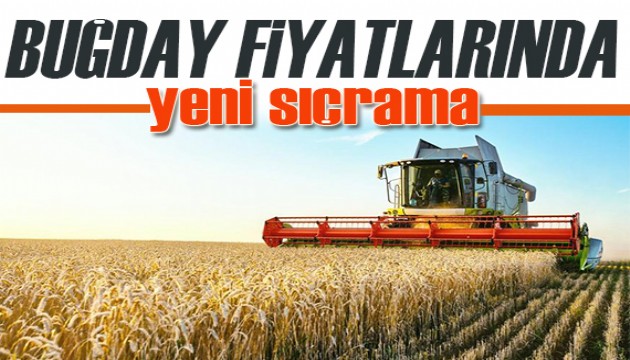 Hindistan ihracatı yasaklamıştı...Buğday fiyatlarında yeni sıçrama