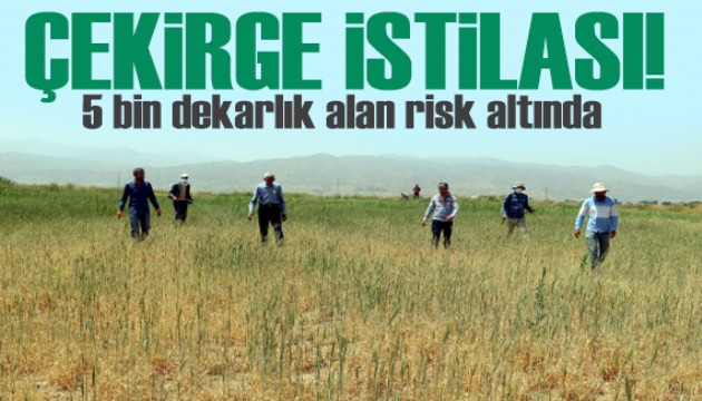 Tekirdağ'da çekirge alarmı: 5 bin dekarlık alan risk altında