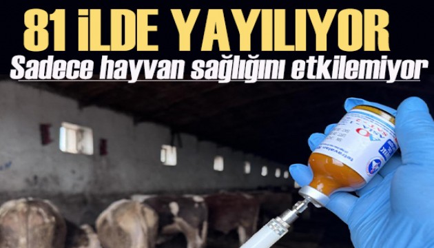 81 ilde SAT1 hastalığı yayılıyor: Sadece hayvan sağlığını etkilemiyor