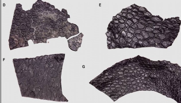 ABD'de dünyanın en eski fosilleşmiş amniyot derisi bulundu