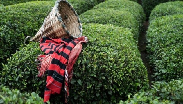 CHP'den çay alım fiyatına tepki