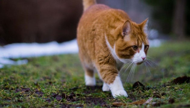 Sarman kediler hakkında şaşırtıcı gerçek