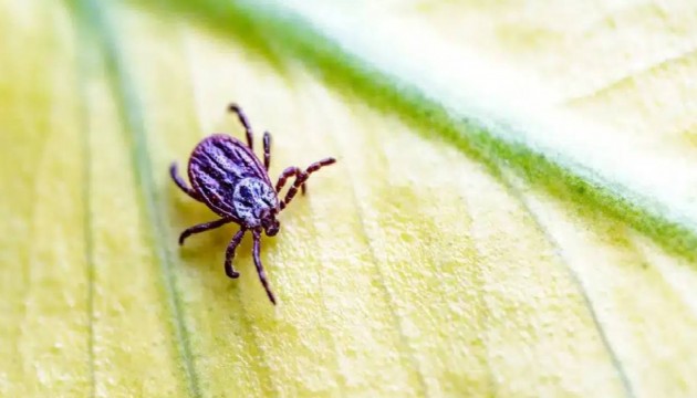 Ankara'da kene uyarısı!