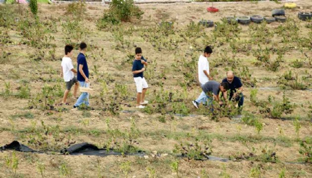 3 yıl önce yetiştirmeye başladı, mide rahatsızlığına çareyi getirdi