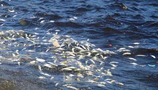 Tedirgin eden tablo: Balık ölümleri devam ediyor