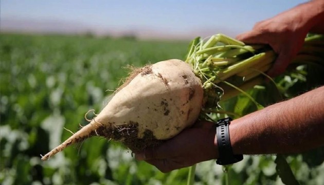 Şeker pancarı fiyatı netleşti