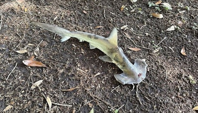 Gökten çekiç başlı köpekbalığı düştü!