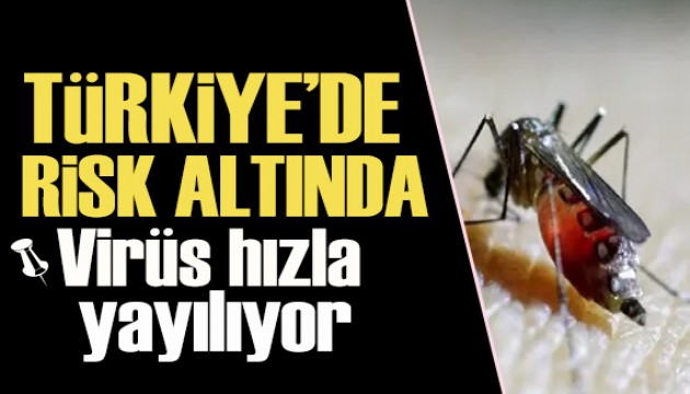 Chikungunya virüsü hızla yayılıyor: Türkiye de risk altında
