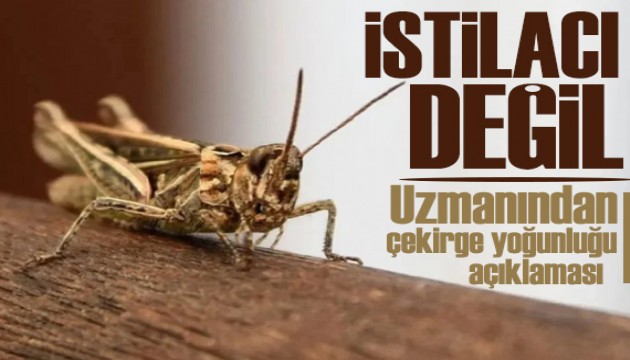 Uzman isimden çekirge yoğunluğu açıklaması: Sorun kendiliğinden azalacak