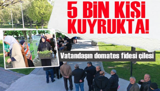 Böylesi görülmedi! 5 bin kişi domates fidesi kuyruğuna girdi!