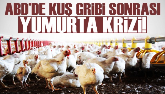 ABD'de kuş gribi sonrası yumurta krizi!