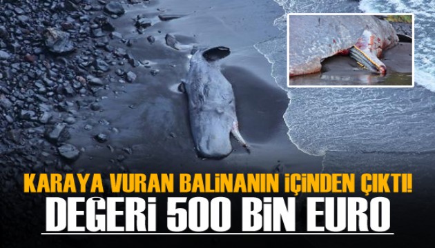 Karaya cesedi vuran balinanın içinden 500 bin Euro’luk amber çıktı