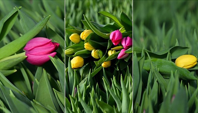 Suda yetişen lalelere yoğun ilgi