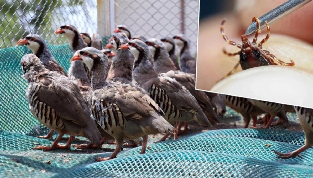 Binlerce keklik doğaya salındı