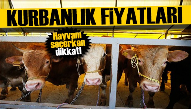 Bayrama 1,5 ay kalan kurbanlık fiyatları belli oldu! Kurbanlık alırken bunlara dikkat!