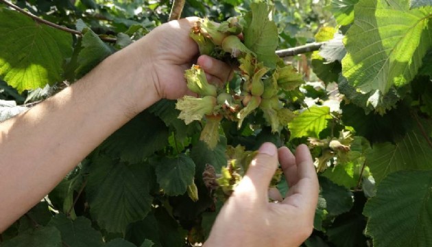 Uzman isim uyardı: Hasadında gizli tehlike!