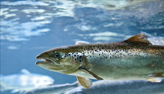 27 bin somonu bulana ödül verilecek