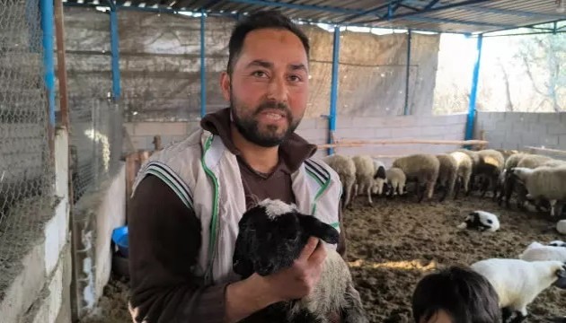 Çift kafalı kuzu şaşkınlığa uğrattı