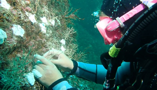 Hayırsız Ada'ya mercan transferi