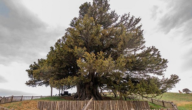 10 bin 503 anıt ağaç koruma altında