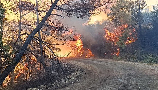 Adana'da orman yangını