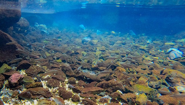 Volkanik dağın altındaki doğal akvaryum inceleme altında!