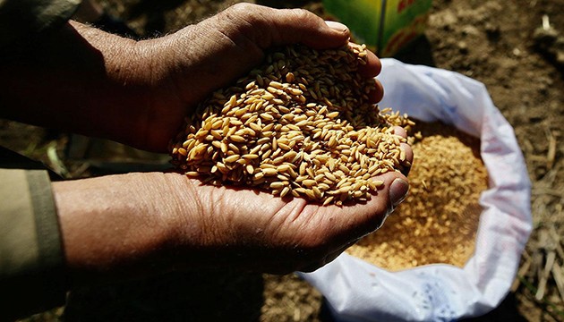 Ata tohumları tarımda öne çıkıyor