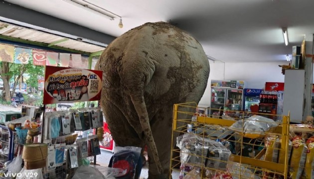 Fil markete girdi, ne var ne yok yedi!