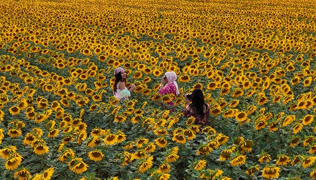 Ayçiçeği tarlaları ilgi görüyor