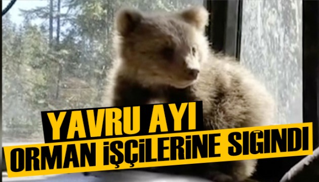 Yangından kaçan yavru ayı orman işçilerine sığındı