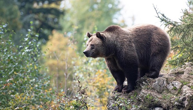 Ayılara karşı yapay zeka devrede