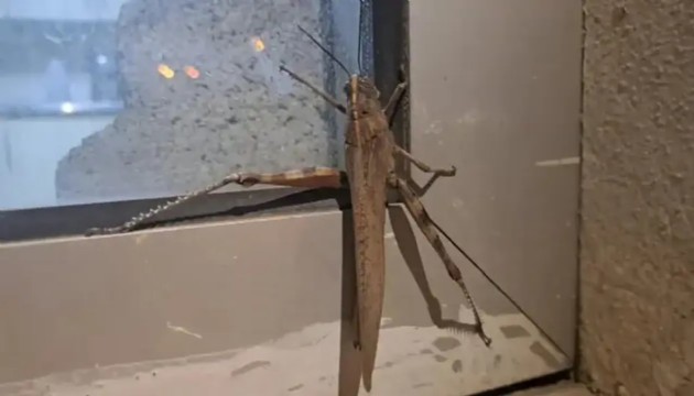 Dev çekirge görenleri şaşkına çevirdi